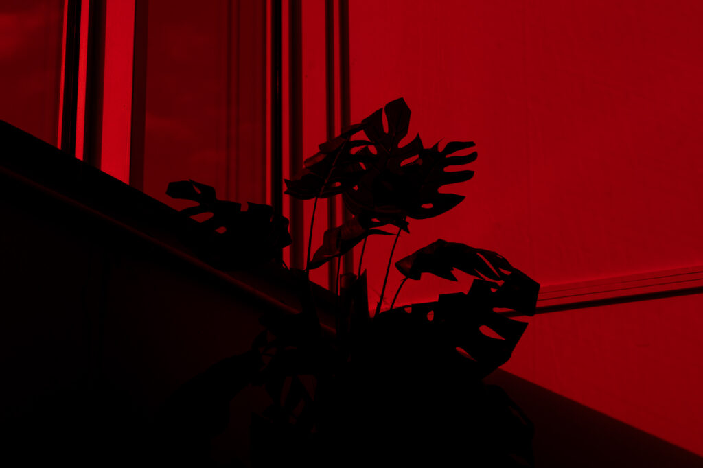 Commercial interior and architectural photography by Łukasz Zając, Monstera plant silhouette against vivid red lighting, Kraków, Poland